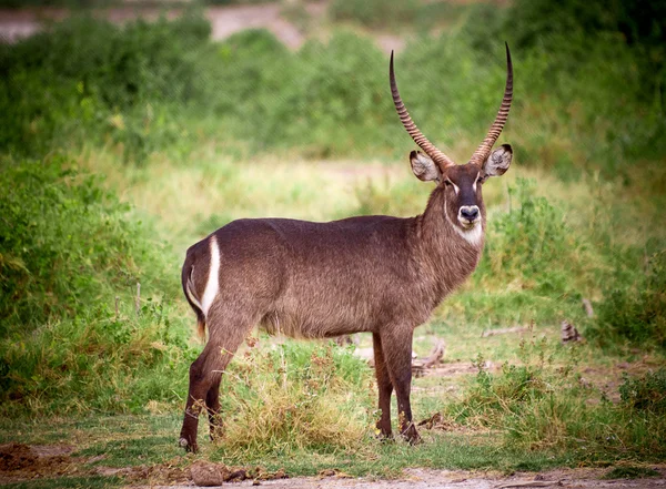 Antelope africana — Foto Stock