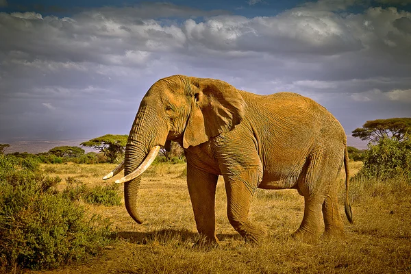 Éléphant d'Afrique — Photo