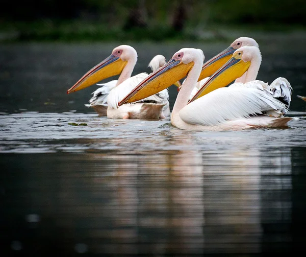 Afrikaanse pelikaan — Stockfoto