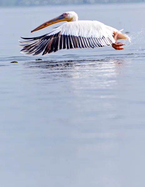 Afrika Pelikan — Stok fotoğraf