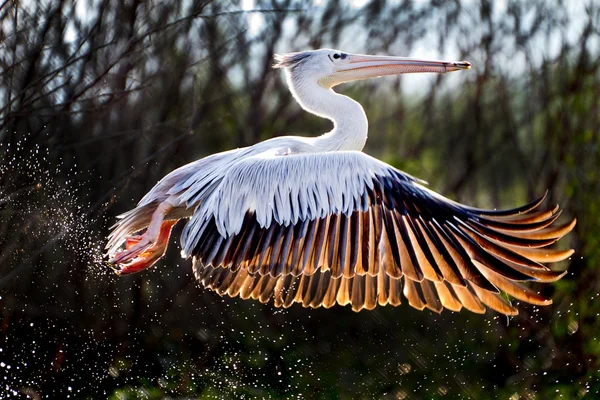 Afrikanska pelican — Stockfoto