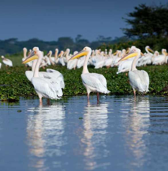 Afrikanska pelican — Stockfoto