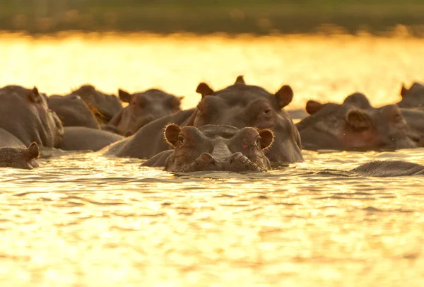Hipopótamos —  Fotos de Stock