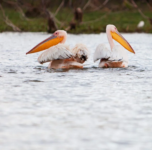 Pelicanos africanos — Fotografia de Stock