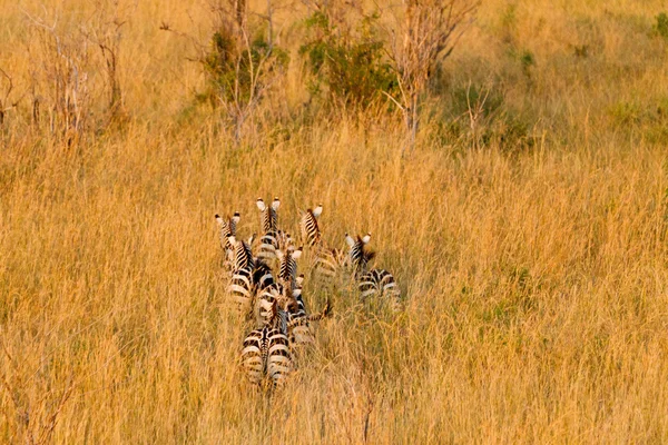 Manada de zebra — Fotografia de Stock
