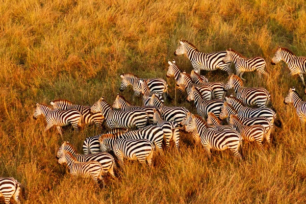 Zebra besättning — Stockfoto