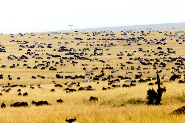 Afrikaanse dieren in het wild — Stockfoto