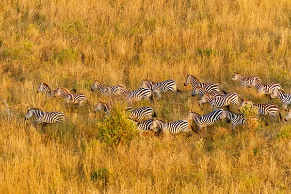 Zebra kudde — Stockfoto