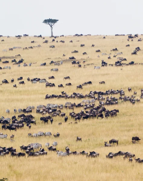 Afrikanska djurlivet — Stockfoto