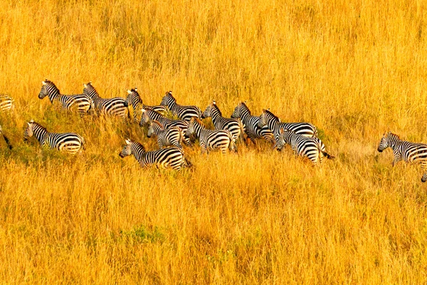 Zebra kudde — Stockfoto