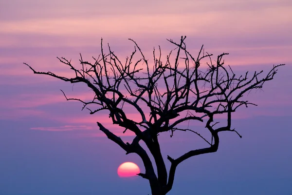 Een zonsopgang prairie — Stockfoto