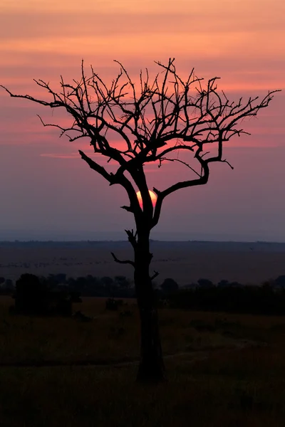 En prairie soluppgång — Stockfoto