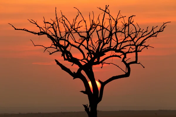 Een zonsopgang prairie — Stockfoto