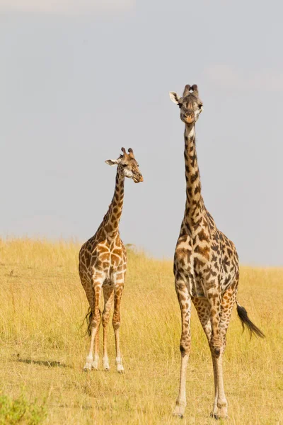 Wandelen giraffe — Stockfoto