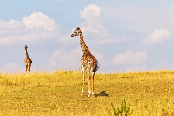 Zwiedzanie żyrafa — Zdjęcie stockowe