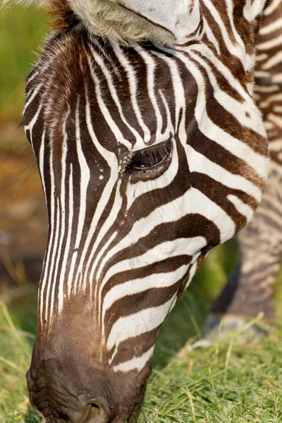 Zebra górska Zdjęcie Stockowe