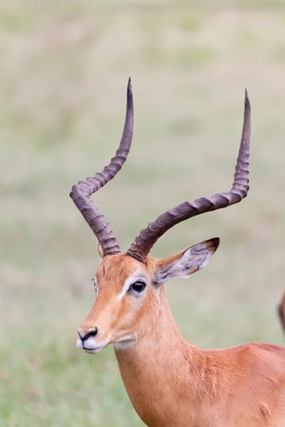 非洲野生动物: 黑斑羚 免版税图库图片