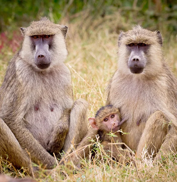 Monkey familjeporträtt Royaltyfria Stockfoton