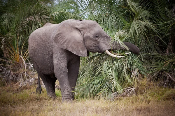 Afrikanischer Elefant Stockbild