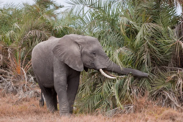Африканский слон Лицензионные Стоковые Фото