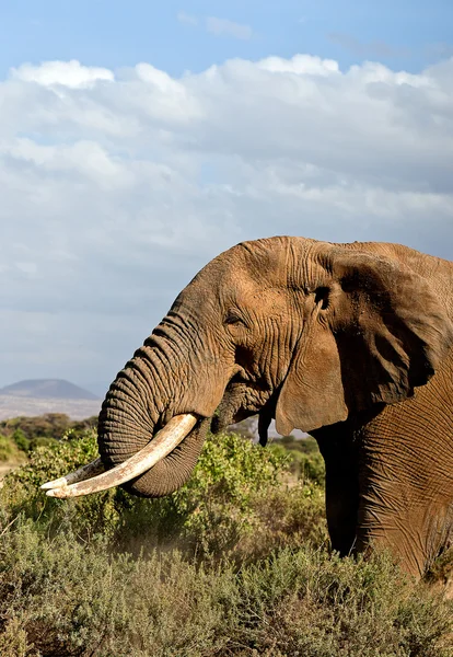 Африканский слон Стоковая Картинка