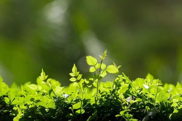 Зеленые листья Лицензионные Стоковые Изображения