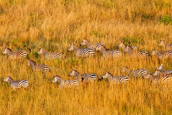 Manada de zebra Fotografias De Stock Royalty-Free
