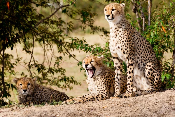Afrikanische Leoparden lizenzfreie Stockfotos