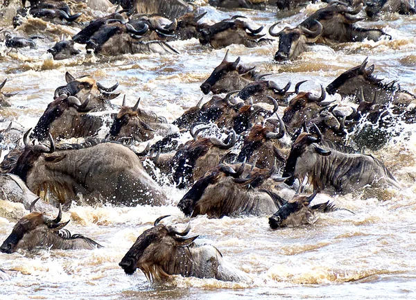 Mavi wildebeest Telifsiz Stok Fotoğraflar