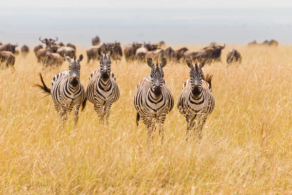 Manada de zebra Imagem De Stock