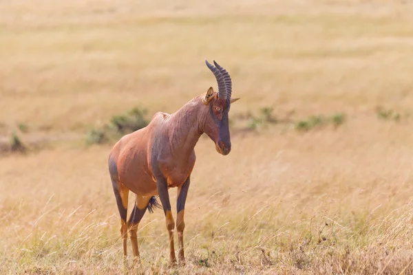 Afrikansk antilop Royaltyfria Stockfoton