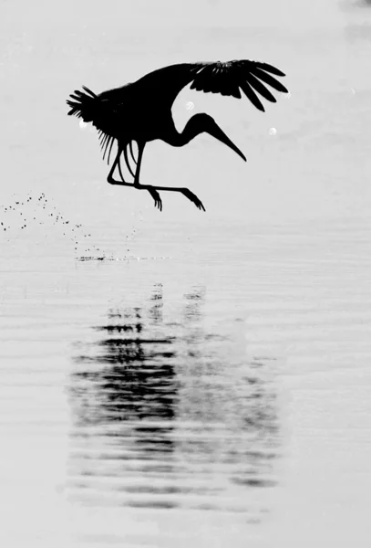 Африканская птица Лицензионные Стоковые Изображения