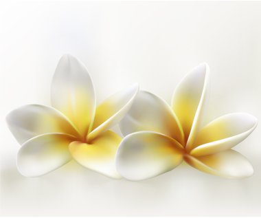 Spa plumeria clipart