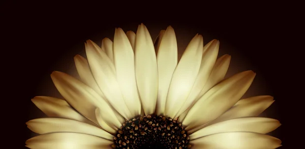 Vector realistic flower on black background. Gerbera beige chamomile — Stock Vector