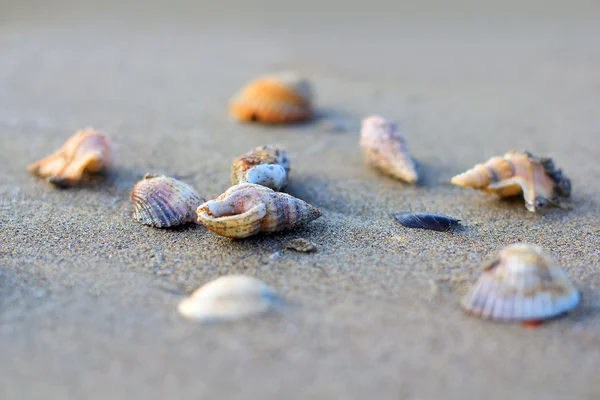 stock image Shells