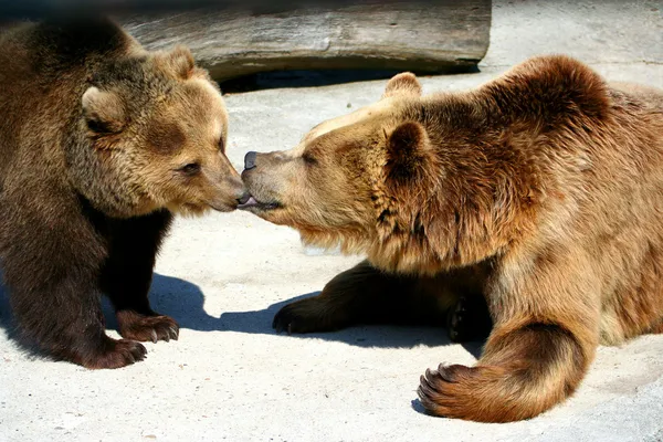 Два медведя целуются — стоковое фото