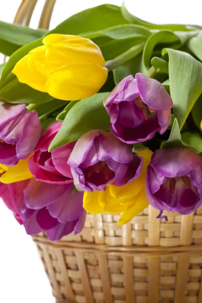 Beautiful tulip flowers — Stock Photo, Image