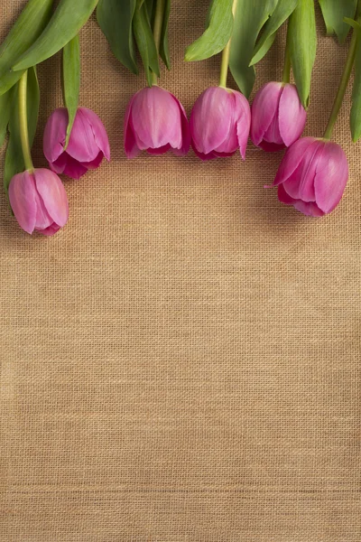 Rózsaszín tulipán lövés közelről — Stock Fotó