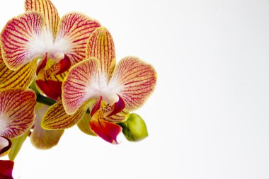 Orchid with one bud clipart