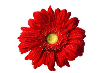 beyaz üzerine kırmızı gerbera papatya