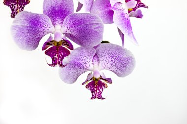 Simple clean orchid arrangement clipart