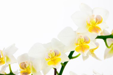 Row of white orchids on isolated background clipart