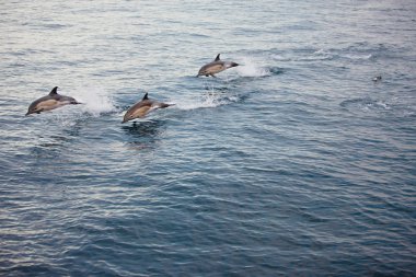 Several Dolphins Jumping clipart