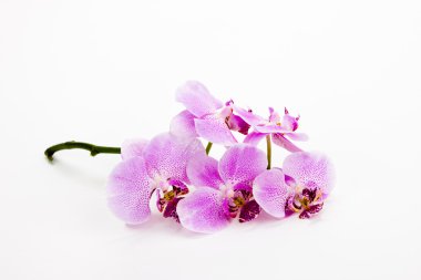 Stem of orchids with shadows clipart