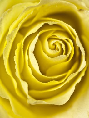 Tight shot of a yellow rose centre clipart
