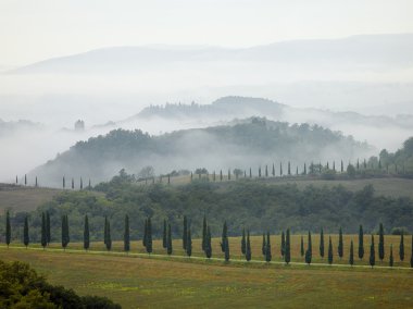 Tuscan servi ağaçları