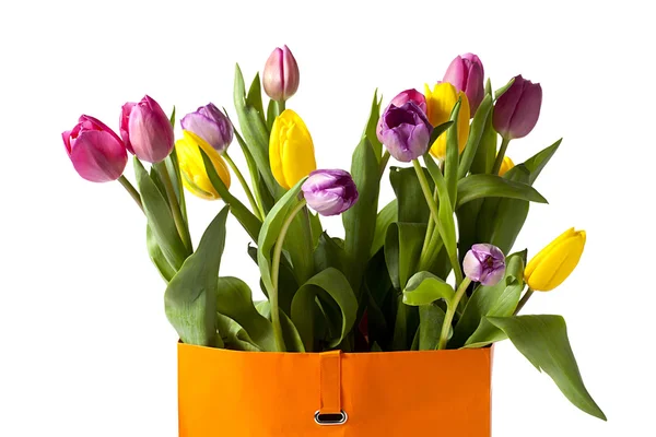 Közelkép kép színes tulipán — Stock Fotó