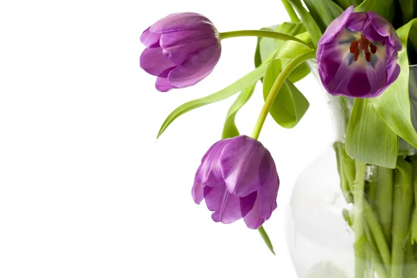 Закрыть изображение фиолетовых тюльпанов — стоковое фото