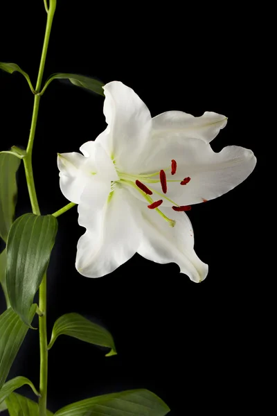 Close-up beeld van witte tulip bloem — Stockfoto