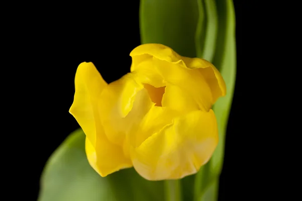 Zamknij obraz żółty kwiat — Zdjęcie stockowe